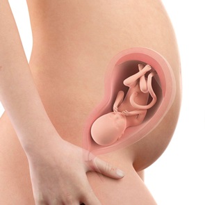 Week 25 - 28: Levensvatbaar