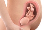 Week 29 - 32: Het derde trimester
