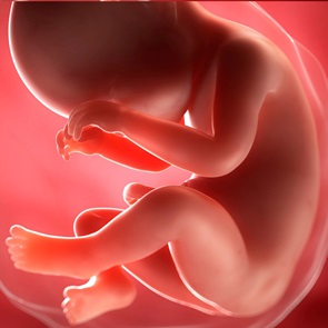 Week 36 - 38: Voorbereiden op bevalling